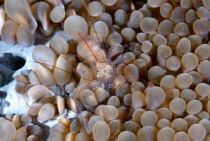 North Sulawesi-2018-DSC04624_rc- Undescribed bubble coral shrimp